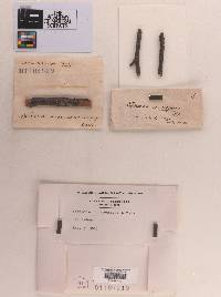 Sphaeria concrescens image