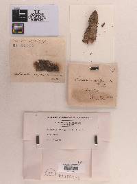Sphaeria conspurcata image