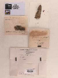 Sphaeria conspurcata image