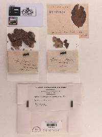 Sphaeria cornicola image