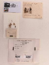 Sphaeria crinita image