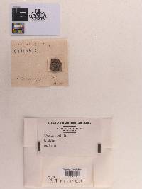 Sphaeria crypta image