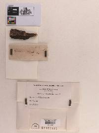 Herpotrichia diffusa image