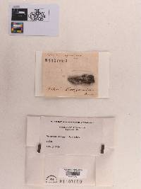 Sphaeria diospyri image