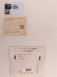 Sphaeria epiphylla image