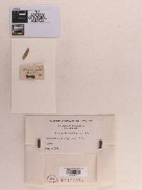 Sphaeria epiphylla image