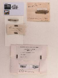 Sphaeria erumpens image