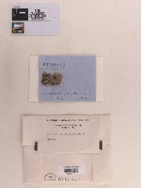 Navicella pileata image