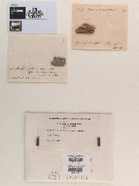 Sphaeria latericolla image