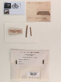 Sphaeria linearis image