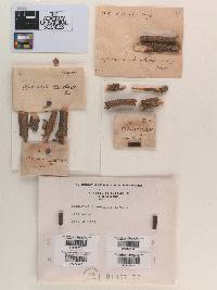 Sphaeria lineolans image