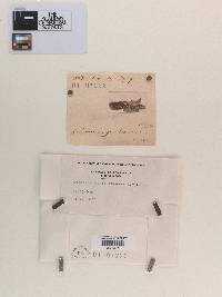 Sphaeria nigrobrunnea image