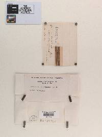 Sphaeria oenotherae image