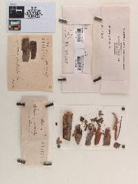 Sphaeria paetula image