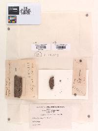 Sphaeria papilla image