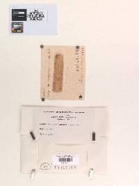 Sphaeria pastinacae image