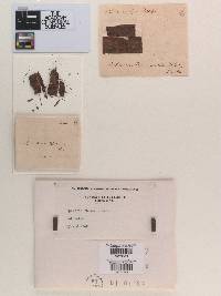 Sphaeria rhuina image