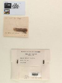 Sphaeria rufescens image