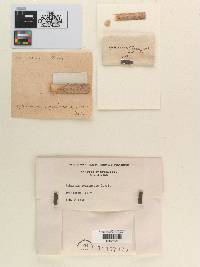 Sphaeria scapincola image