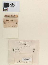 Sphaeria scapincola image