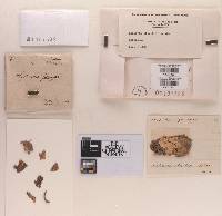 Sphaeria sterilior image