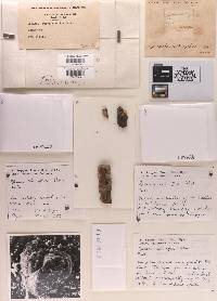 Sphaeria subaffixa image