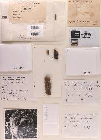 Sphaeria subaffixa image