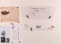 Fusarium capitatum image