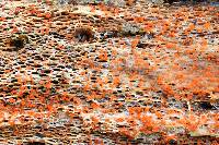 Nectria peziza image