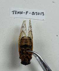 Massospora cicadina image