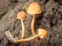 Pholiota pseudosiparia image