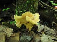 Gloeocantharellus pallidus image