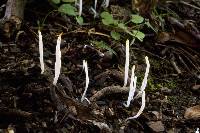 Clavaria subfalcata image