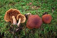 Gymnopilus sapineus image