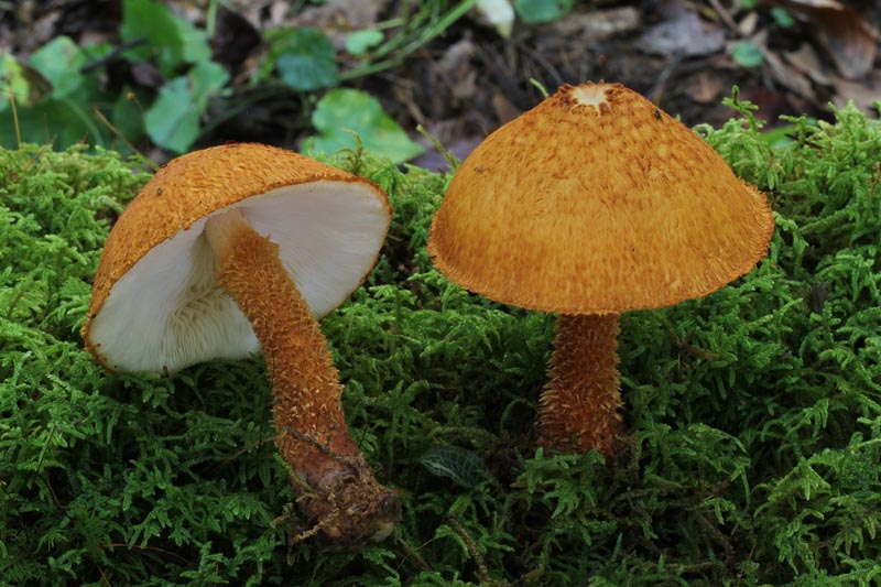Leucopholiota lignicola thumbnail