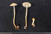 Lepiota clypeolaria image