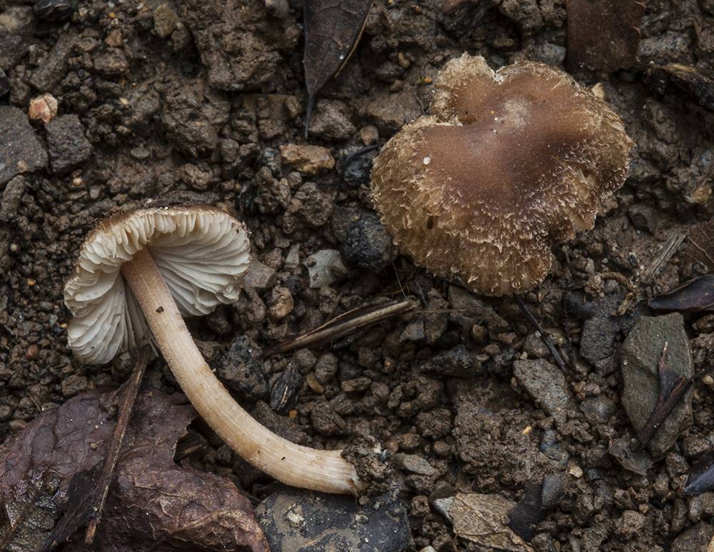 Inocybe subradiata image