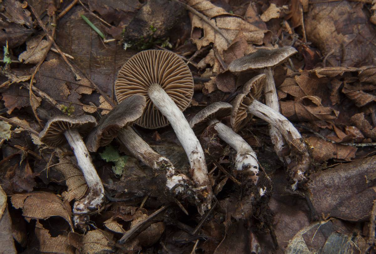 Cortinarius hirtus image