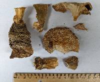 Bresadolia craterellus image