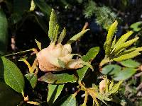Exobasidium rhododendri image
