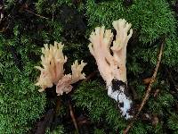 Ramaria formosa image