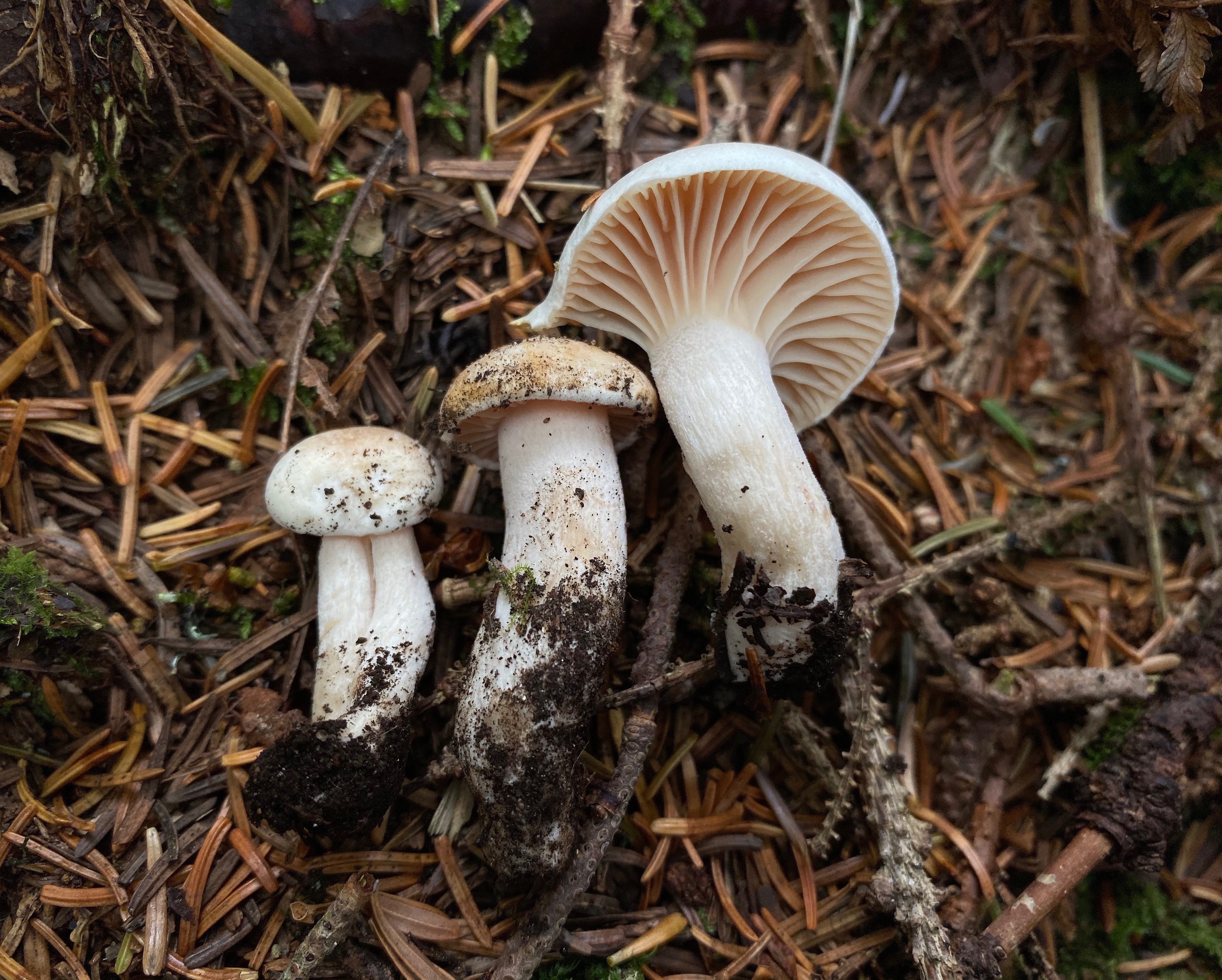 Hygrophorus bakerensis thumbnail