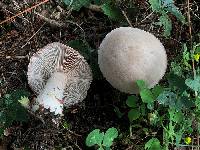 Rhodocybe roseiavellanea image
