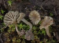 Arrhenia griseopallida image