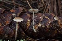 Baeospora myosura image