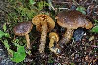Cortinarius cinnamomeus image