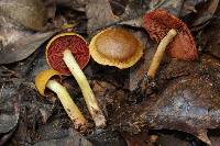 Cortinarius semisanguineus image