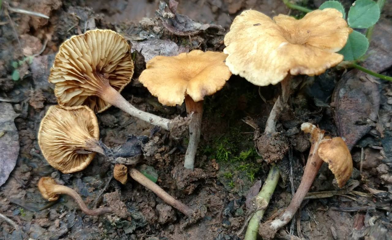 Crepidotus subfulviceps image