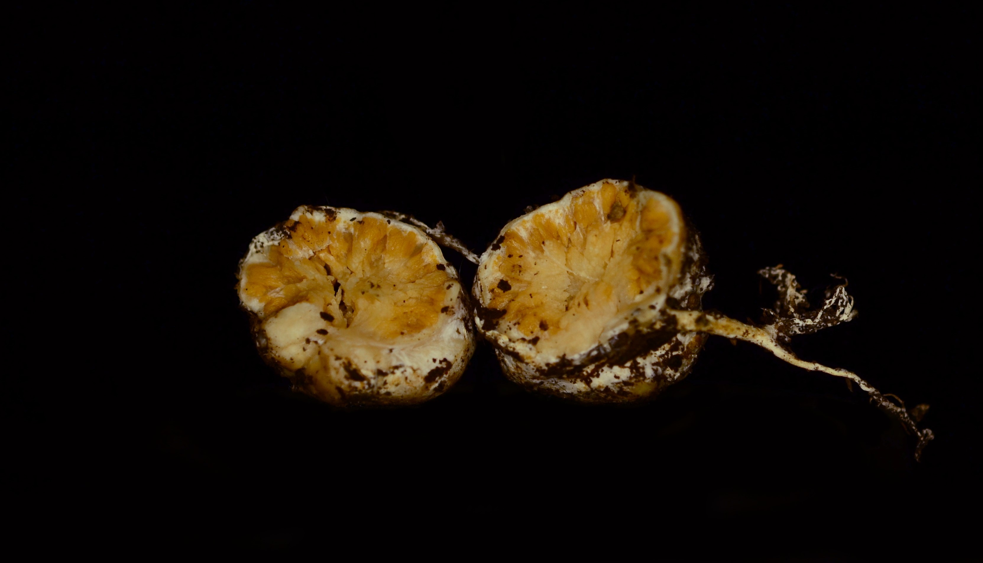 Sclerogaster