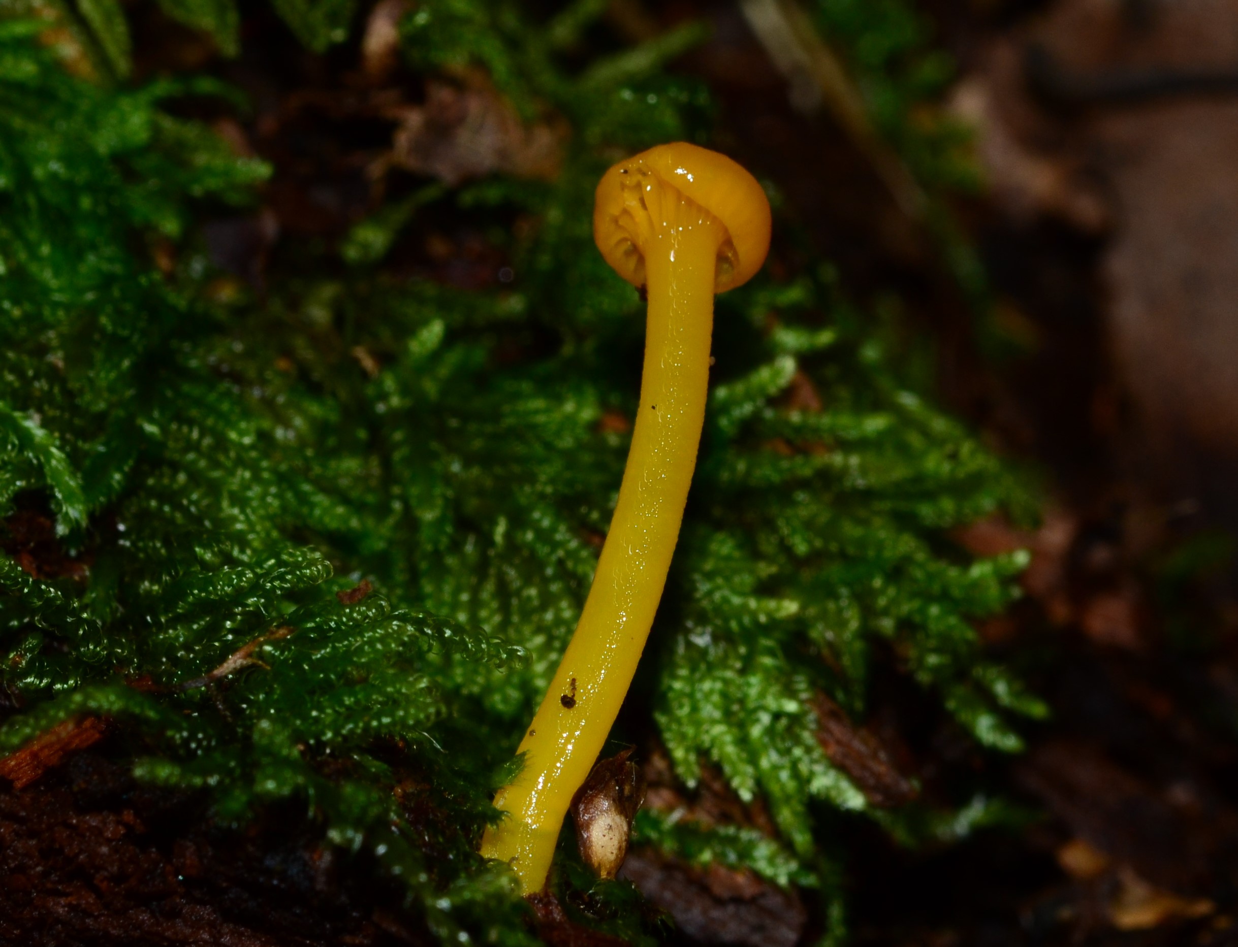 Gloioxanthomyces nitidus thumbnail